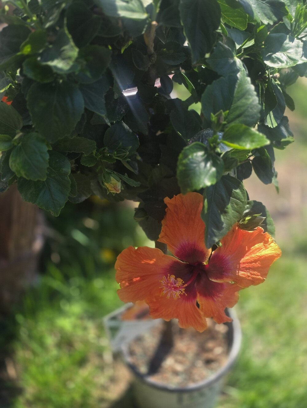Hibiscus Tree With Orange Flower Cuttings For YOU TO ROOT
